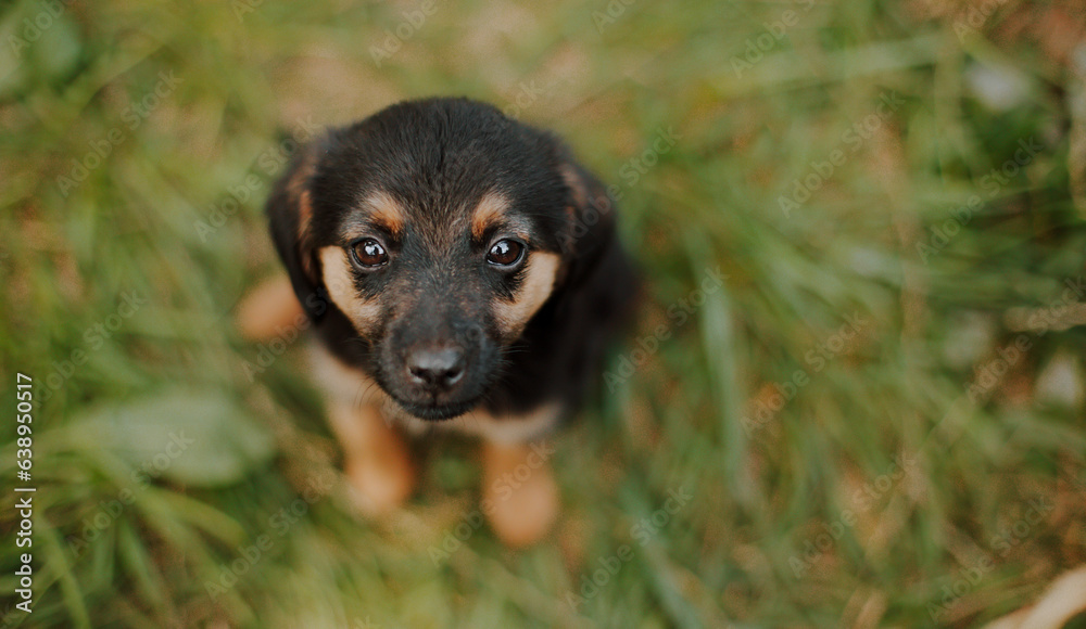 Homeless waiting for rescue. Little sad puppy at the shelter looks with hope in the camera. Homeless waiting for rescue. Little sad puppy at the shelter looks with hope in the camera.