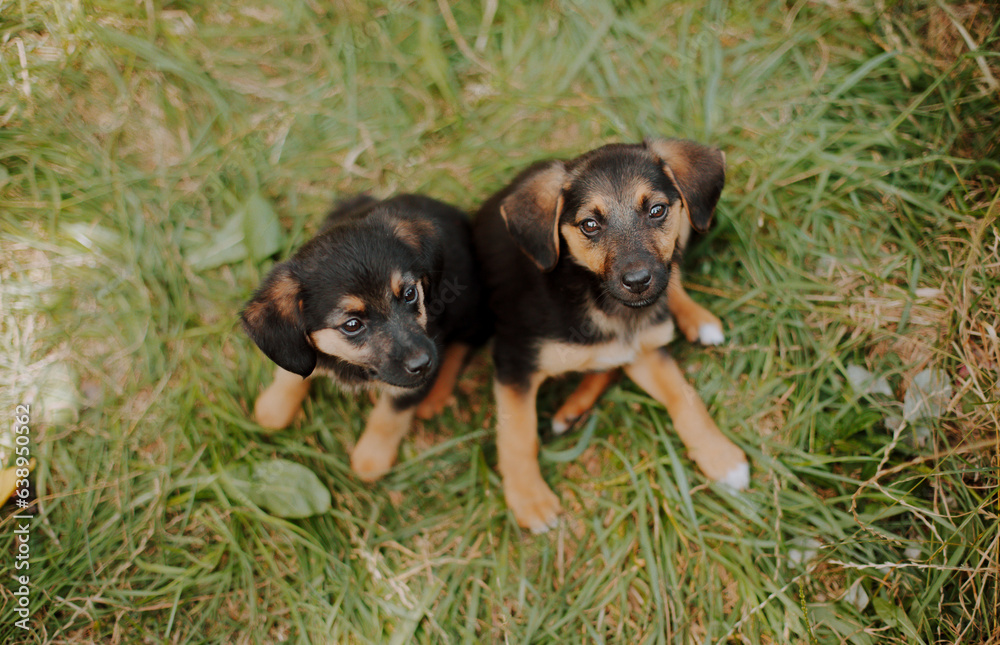 Homeless waiting for rescue. Little sad puppy at the shelter looks with hope in the camera. Homeless waiting for rescue. Little sad puppy at the shelter looks with hope in the camera.