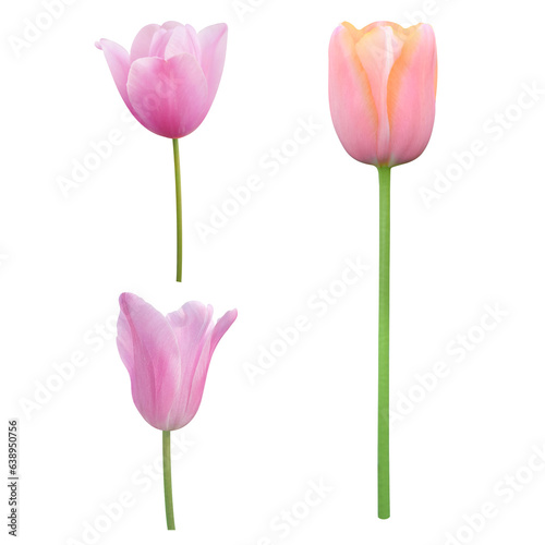 set of pink tulips on transparent background