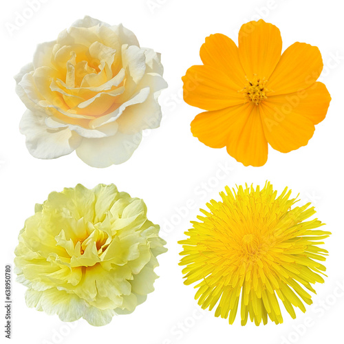 set of yellow flowers on transparent background