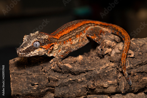 Gargoyle Gecko Resting on Cork Bark 