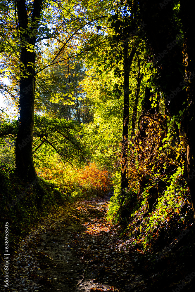 Forest in autumn in the area of La Garrotxa in the province of Girona in Catalonia Spain Forest in autumn in the area of La Garrotxa in the province of Girona in Catalonia Spain