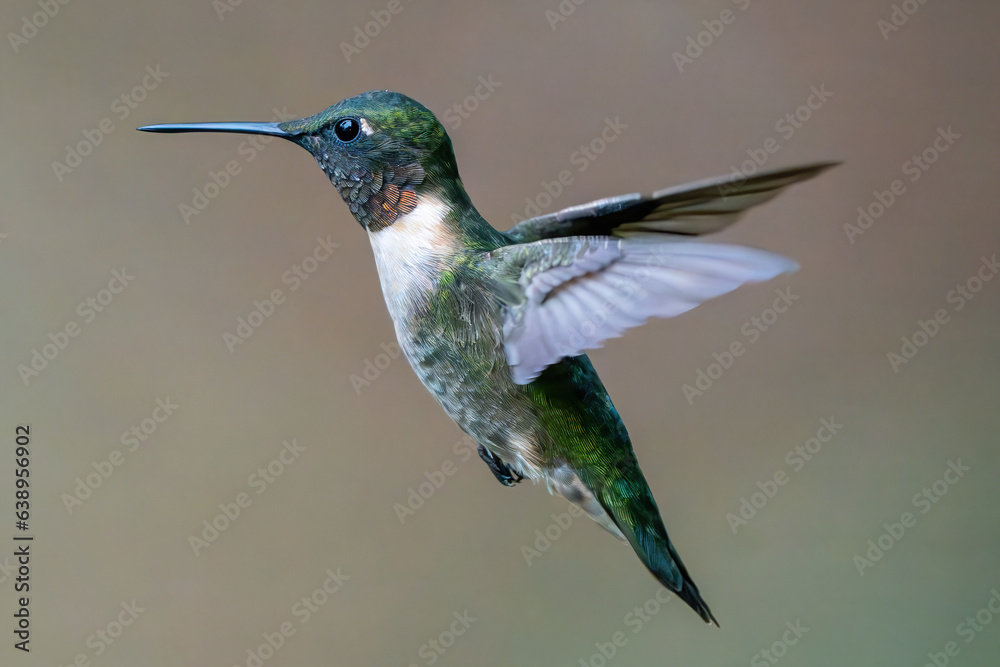 Fototapeta premium Flying Male Ruby Throated Hummingbird