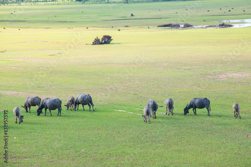 Herds of buffalo grazing on the grass beside the river.