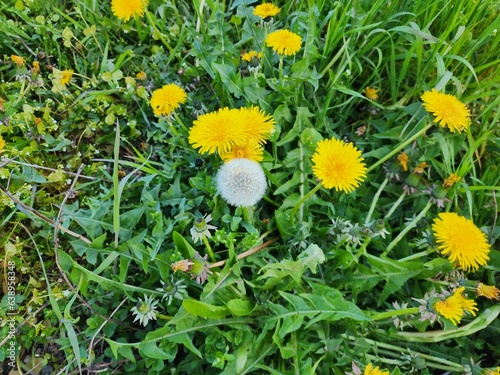Taraxacum platycarpum is a yellow monoecious plant. Propagated by scattering seeds blown by the wind. It is a weed that reproduces quickly. photo