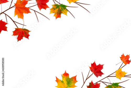 Autumnal maple leaves on a white background with space for text. Top view, flat lay