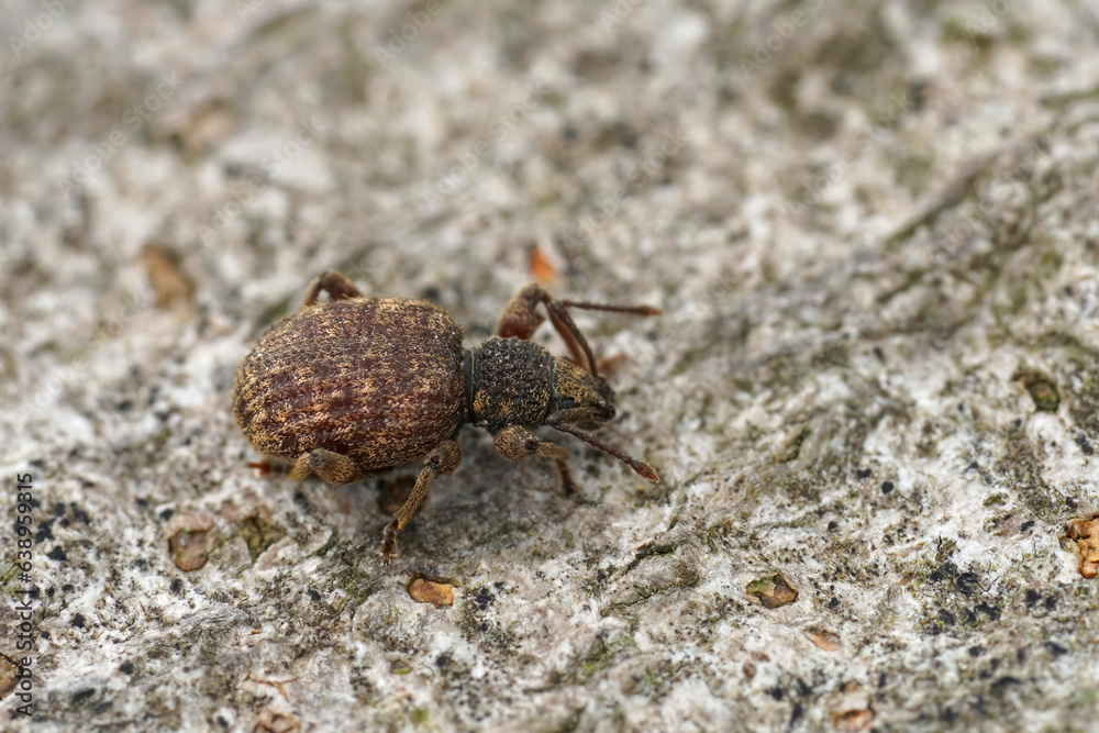 Closeup on the small brown broad-nosed privet weevil, Otiorhynchus crataegi sitting on wood Closeup on the small brown broad-nosed privet weevil, Otiorhynchus crataegi sitting on wood