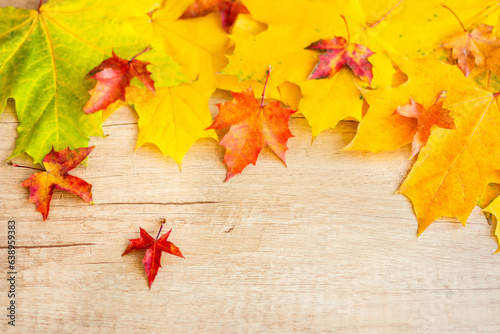 Background of many yellow maple leaves with space for text on a wooden background. Autumn Leaf Background