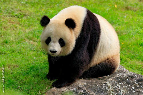 Panda géant © SCHAWANN MICHAËL
