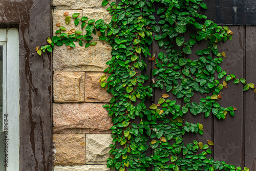 Ivy elegantly clings to rugged concrete surfaces, adorning walls and entrances with nature's artistic touch.