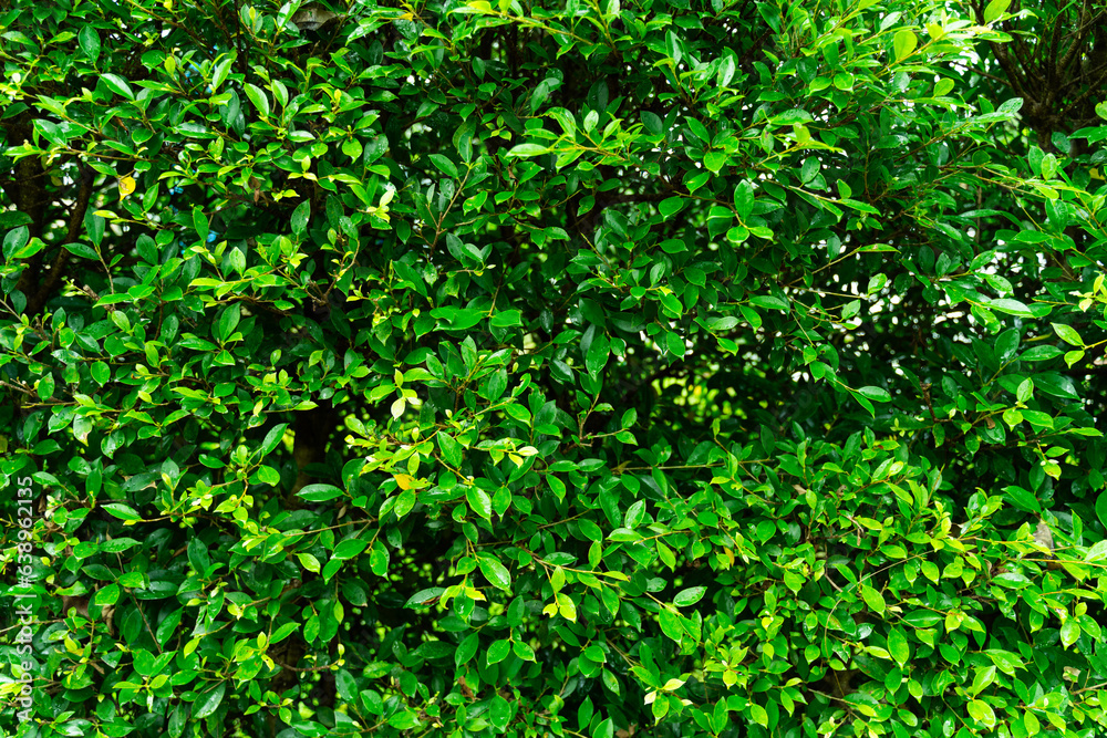 Enhance your outdoor space with a captivating exterior design featuring a pattern of artificial green leaves adorning the walls. Enhance your outdoor space with a captivating exterior design featuring a pattern of artificial green leaves adorning the walls.