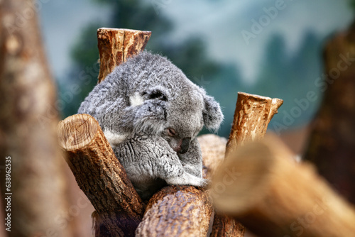 Photography Koala