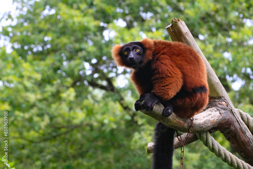 Wallpaper Mural Maki vari roux Torontodigital.ca