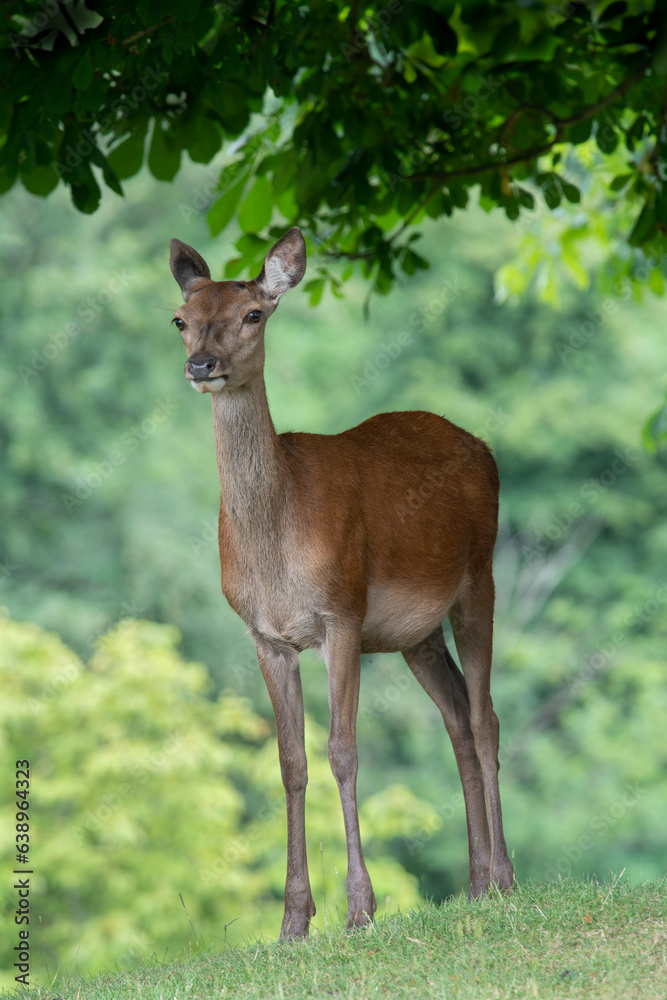 Fototapeta premium deer in the woods