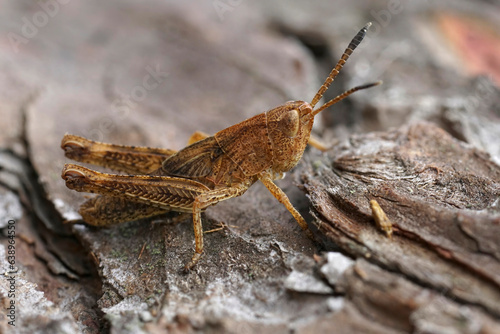Closeup on the brown Rufous Grasshopper, Gomphocerippus rufus sitting on wood © Henk