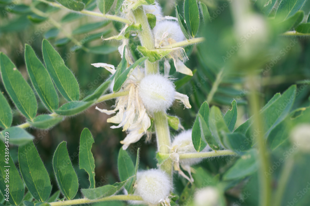 Astragalus close-up. Also called milk vetch, goat's-thorn or vine-like. Spring green background. Astragalus close-up. Also called milk vetch, goat's-thorn or vine-like. Spring green background.