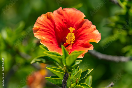 Close-up of red Hibiscus flower (China rose, Gudhal, Chaba, Shoe flower) in the garden. photo
