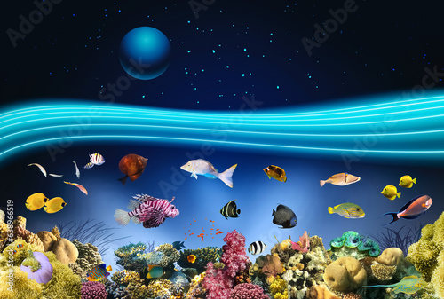 Fototapeta Naklejka Na Ścianę i Meble -  Nature seascape with underwater creatures and night starry sky over surface - coral and fish