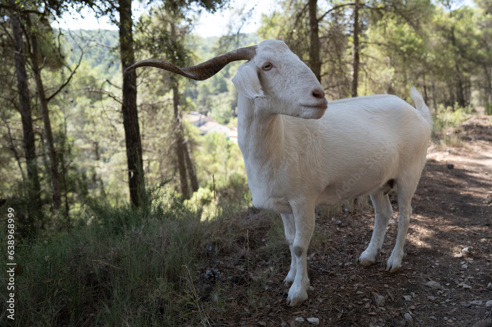 Fototapeta premium Goat