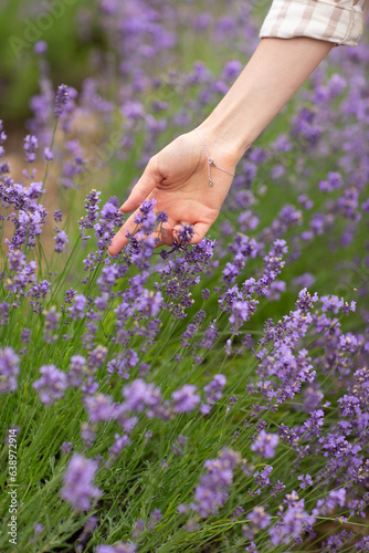 person holding lavender flowers