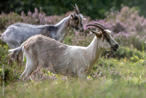 A herd of goats in front of a heathland landscape