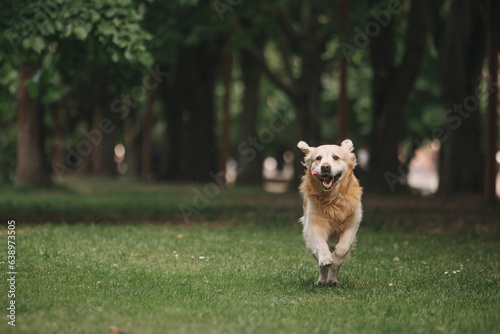 Golden retriever dog walks on the green grass in Kaliningrad in summer