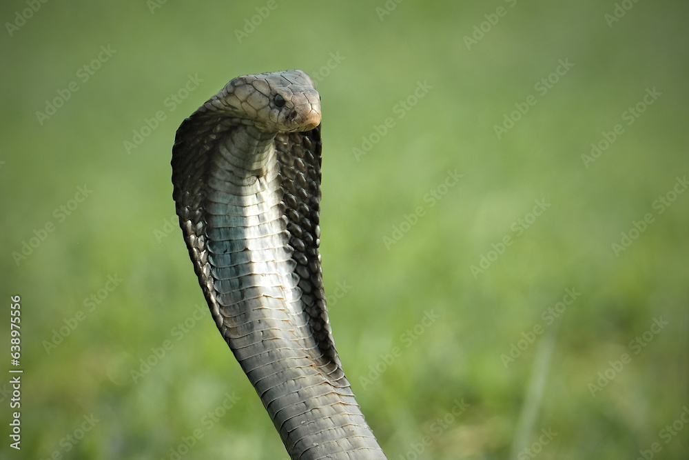 Fototapeta premium close up of a snake