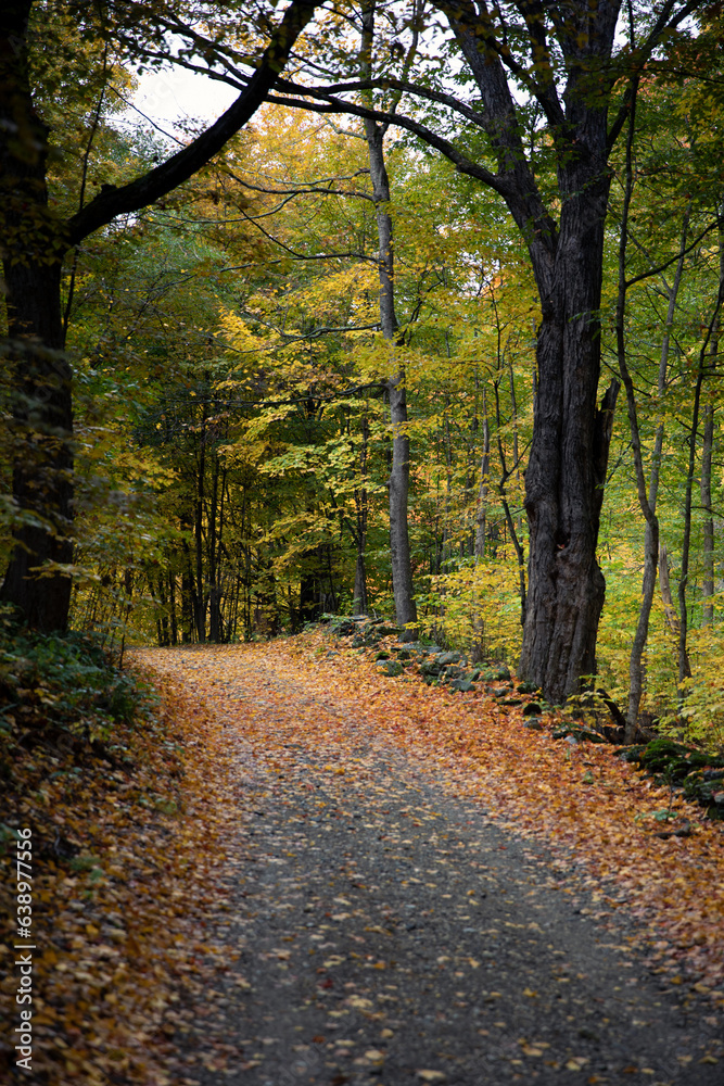 Obraz premium Autumnal Country Road