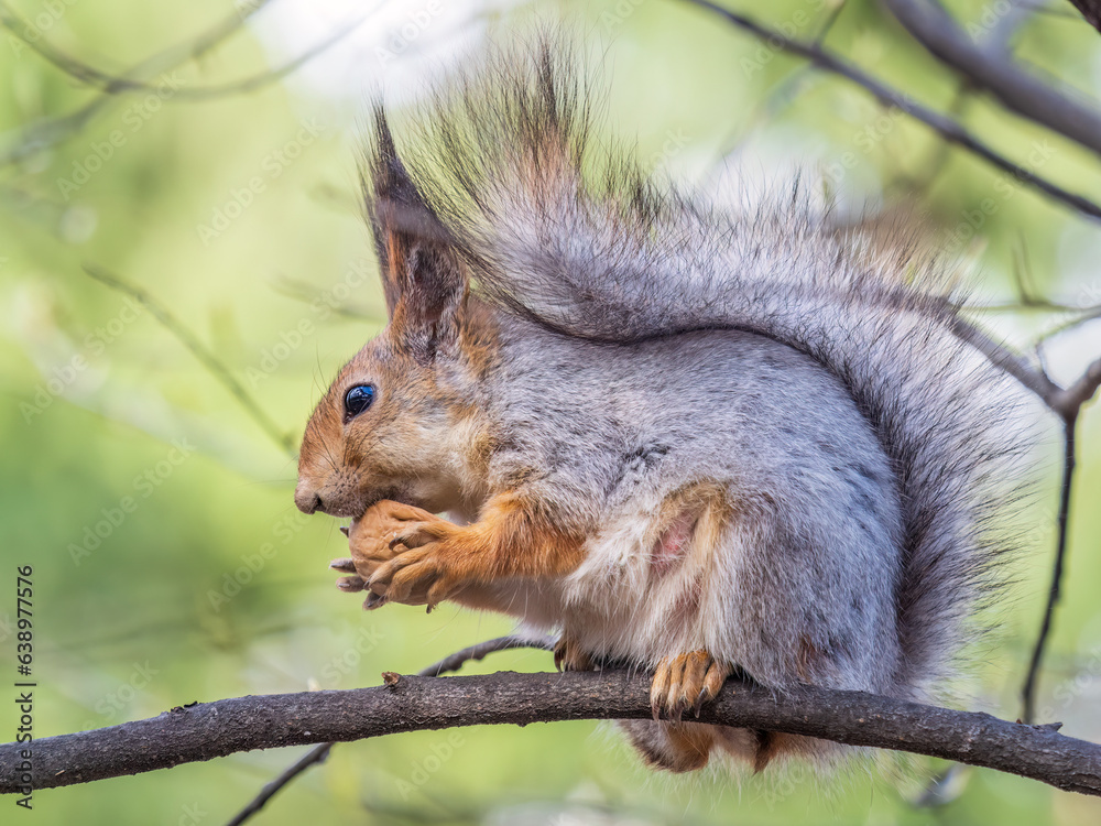 The squirrel with nut sits on a branches in the spring or summer.