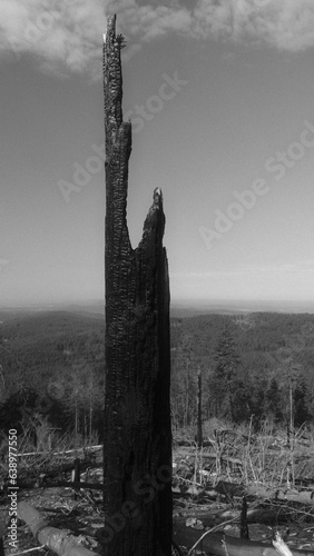 After the fire- burnt wood