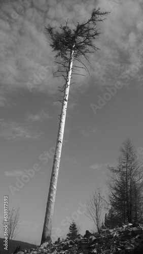 black and white photo of trees