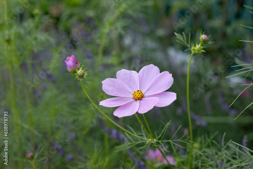 Cosmo