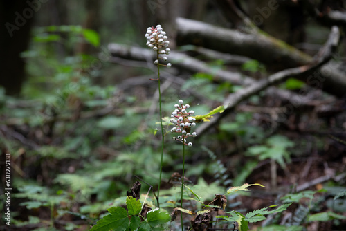 Spring Bloom photo