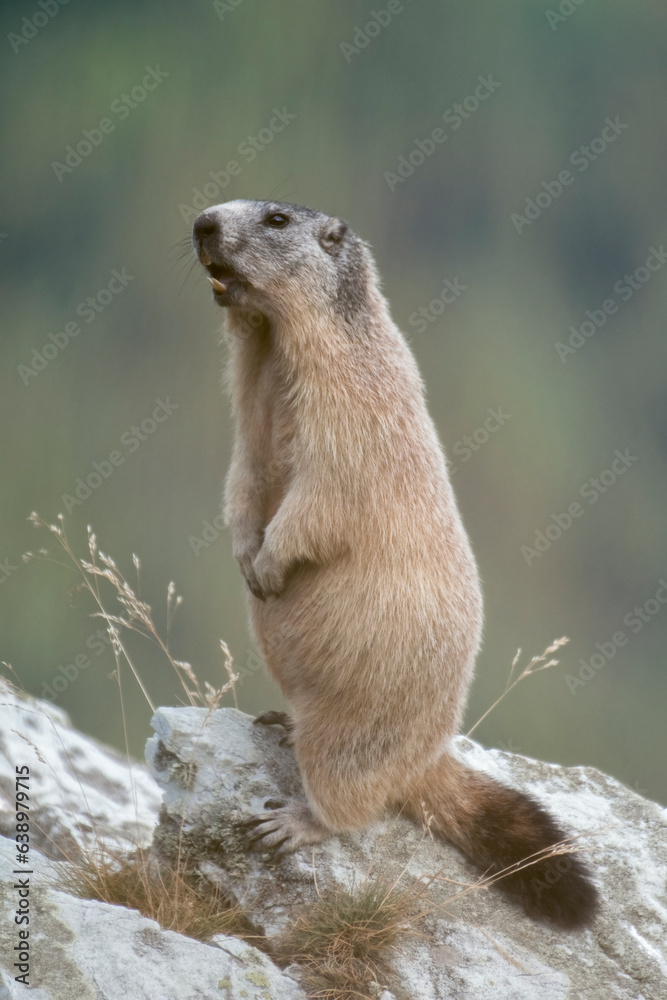 Portrait of standing alpine marmot (Groundhog - Marmota marmota) against blurred forest background, Italian Alps, Monviso natural Park.