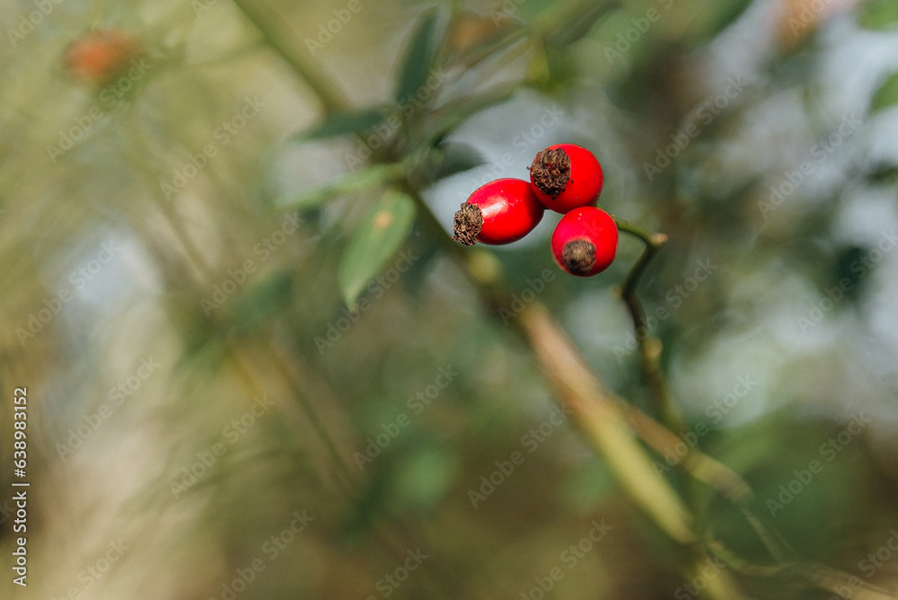 Close up of red rosehip berries between green leaves