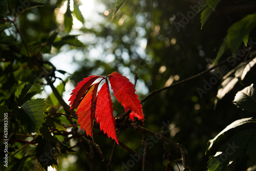 Φωτογραφία A red leaf of wild grapes on a green background
