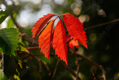 A red leaf of wild grapes on a green background photo