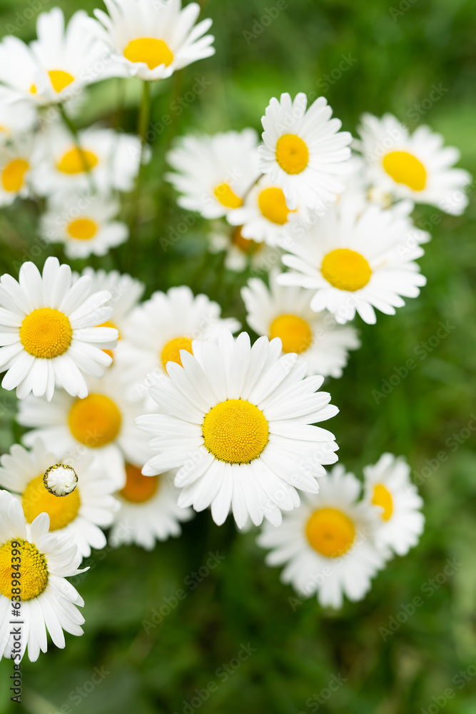 Beautiful bouquet of white daisies on the grass. Flower surprise. Beautiful bouquet of white daisies on the grass. Flower surprise.