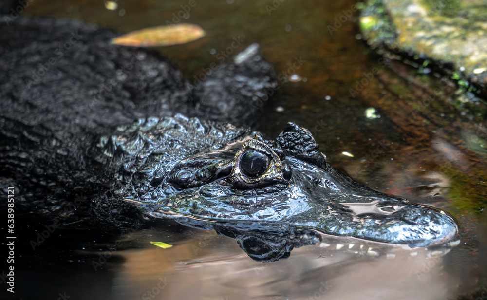 Yacare Caiman (Caiman yacare) Lurking in the Water Yacare Caiman (Caiman yacare) Lurking in the Water