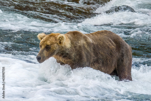 Tableau sur toile Famous Brown Bear 480 Otis at Brooks Falls, Alaska