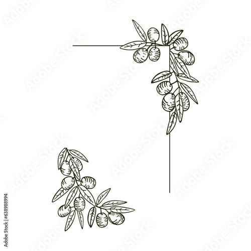 Olive leaves and fruits on branches.Vector hand drawn corner frame for menus, invitations, natural products and cosmetics decoration.