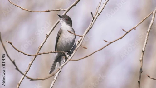 Fire-eyed Diucon. Bird perched on a branch regurgitates his food leftovers. photo