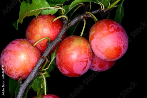 red cherry plum with green leaves isolated on black background