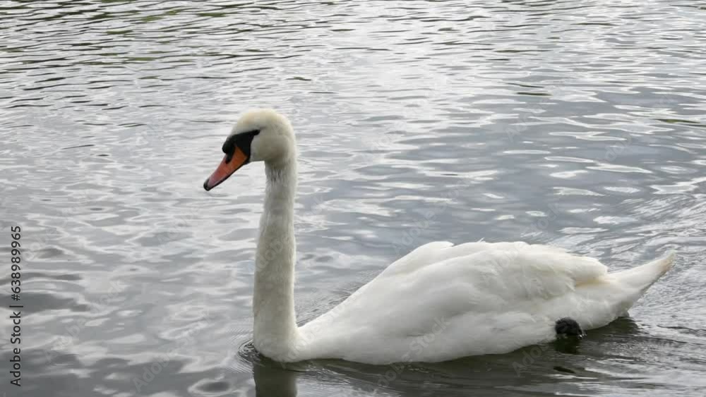 A beautiful Mute swan, Cygnus olor swimming in a lake A beautiful Mute swan, Cygnus olor swimming in a lake