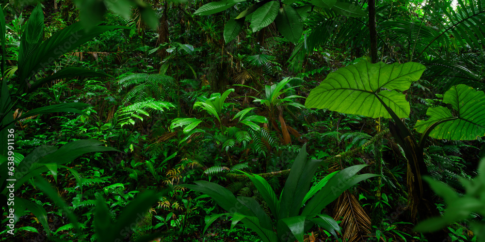Obraz premium Tropical rainforest in Central America