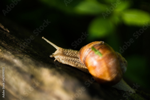 Large crawling garden snail with a striped shell. A large white mollusc with a brown striped shell. Summer day in the garden. Burgundy, Roman snail with blurred background. Helix promatia