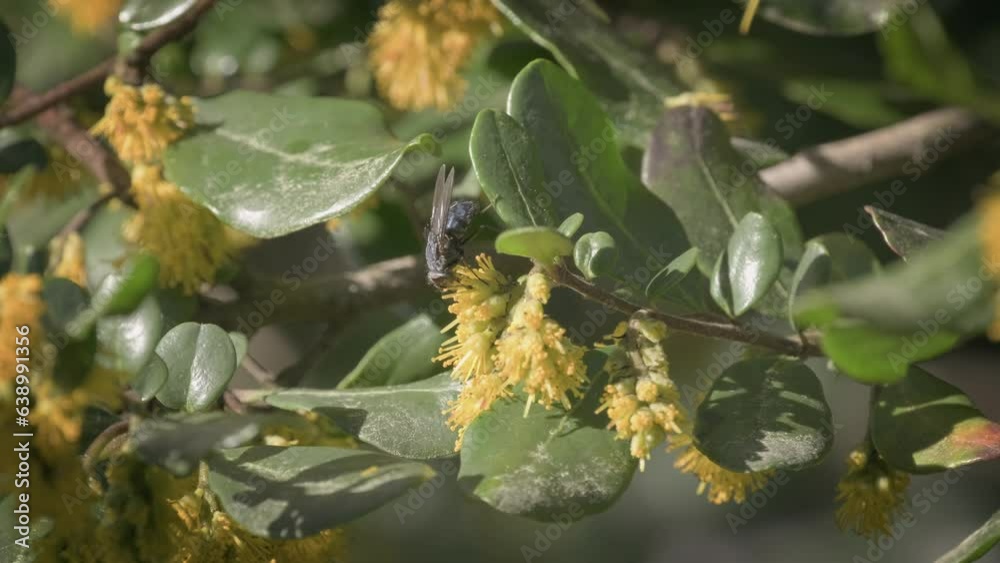 Black pollinating fly sipping nectar from a yellow flower. Close up. Black pollinating fly sipping nectar from a yellow flower. Close up.