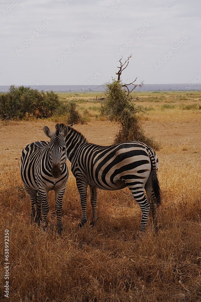 Obraz premium Pair of plains zebras on african savanna at Amboseli National Park in Kenya - vertical