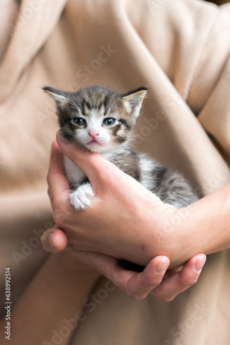 Little cute kitten in hands