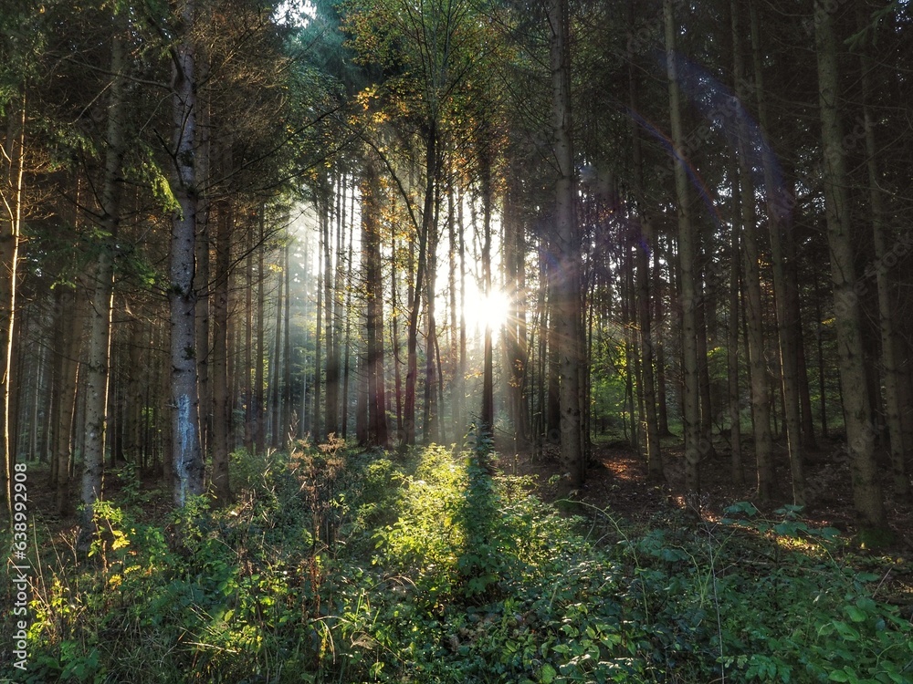 Sonnenstrahlen im Wald, mystisch